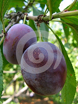 Growing plums