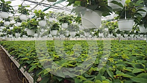 Growing poinsettia flowers in large commercial greenhouse.