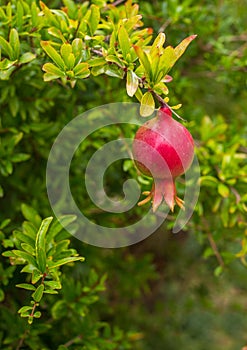 Growing Pomegranate fruit on branch