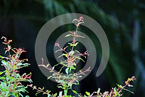 A growing pomegranates.