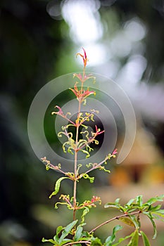A growing pomegranates.