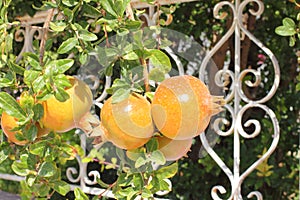 Pomegranate tree