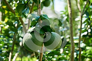 Growing pomelo on the plant, tropical fruit from the Mekong Delta, Vietnam. Nice blurred bokeh.