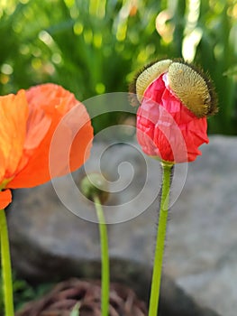 Growing poppy seed