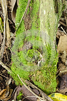 Hypnum Moss Growing On Old Post photo