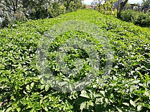 Growing potatoes in the garden. Self-sustainable lifestyle