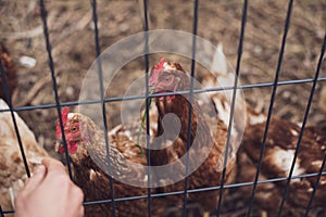 Growing poultry. Lots of chickens in the corral outside