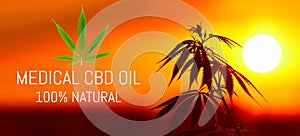 Growing premium medical cannabis, CBD oil hemp products. Natural marijuana. Cannabis recipe for personal use, legal light drugs