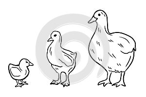 Growing process of the goose from small gosling adult goose in black isolated on white. Hand drawn vector sketch illustrations in