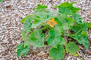 Growing pumpkin flower in agronomy concept