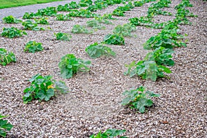 Growing pumpkin flower in agronomy concept