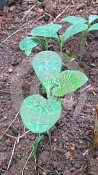 Growing pumpkin plant with three leaves