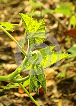 Growing pumpkin plant vein with in the farm field