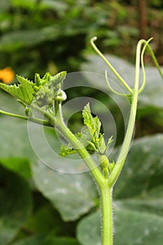 Growing pumpkin plant vein with small pumpkin in the field