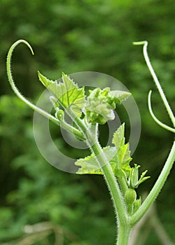 Growing pumpkin plant vein with small pumpkin in the field