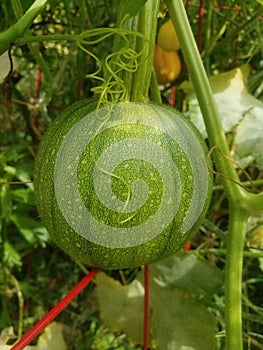 Growing pumpkin on vine still green