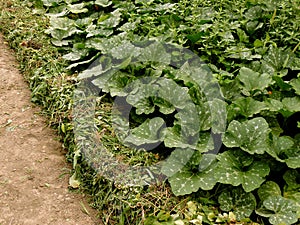 Growing pumpkins in arid zone