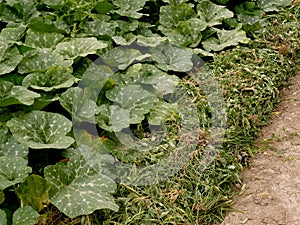 Growing pumpkins in arid zone