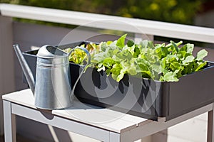 growing radish and salad in container on balcony. vegetable garden photo