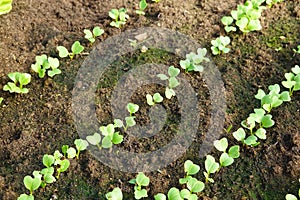 growing radishes in rows. young radish plants growing in the vegetable garden