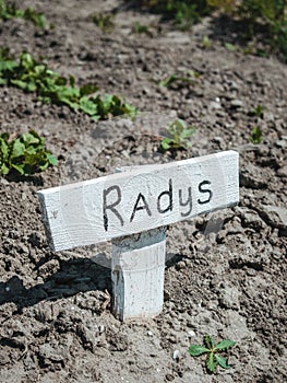 Growing radishes in a small vegetable garden in the Netherlands, organic farming