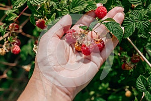 Growing raspberries in the country. A branch on a raspberry Bush with ripe pink berries in the hand of a gardener close-up when