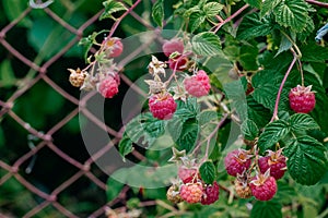 Growing raspberries in the country. A branch on a raspberry Bush with ripe pink berries in the hand of a gardener close-up when