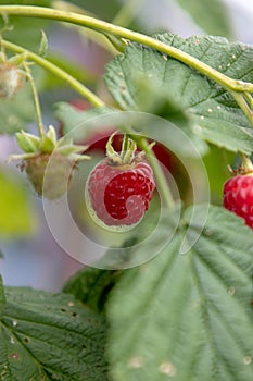 Growing raspberry