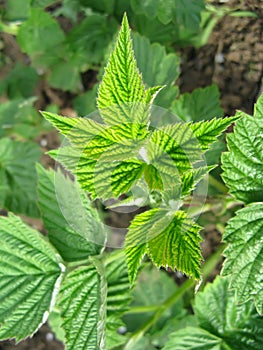 Growing raspberry in spring