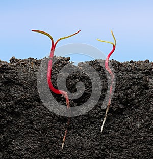 Growing red beet seedlings in soil