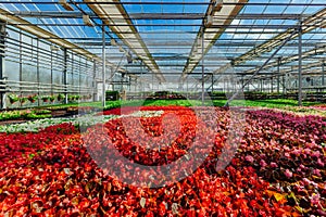 Growing red begonia flower seedlings in modern hydroponic greenhouse