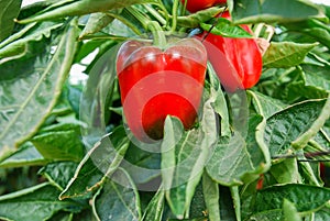 Growing red bell peppers in greenhouse