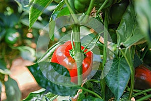 Growing red bell peppers in greenhouse