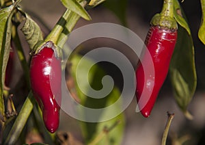 Growing red hot chili pepper in green leaves