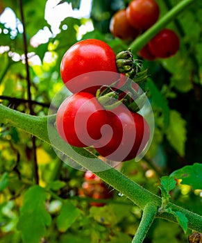 Growing red tomatoes Branch in garden