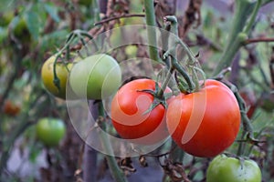 Growing red tomatoes on green branch. Home grown tomato vegetables growing on vine in greenhouse. Autumn vegetable harvest on