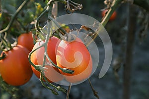 Growing red tomatoes on green branch. Home grown tomato vegetables growing on vine in greenhouse. Autumn vegetable harvest on