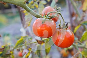 Growing red tomatoes on green branch. Home grown tomato vegetables growing on vine in greenhouse. Autumn vegetable harvest on