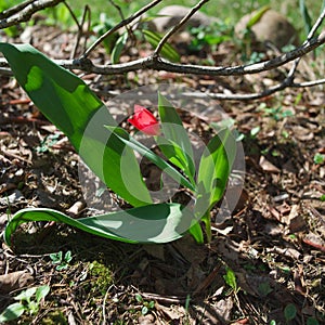 Growing red tulip