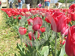red tulips photo
