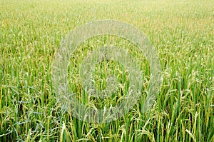 Growing Rice Field