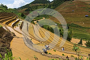 Growing rice in Mu Cang Chai, Yen Bai, Vietnam