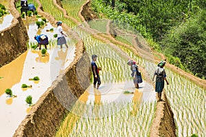 Growing rice in Mu Cang Chai, Yen Bai, Vietnam