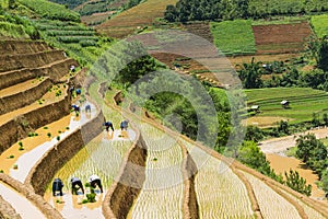 Growing rice in Mu Cang Chai, Yen Bai, Vietnam