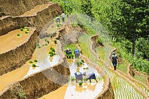 Growing rice in Mu Cang Chai, Yen Bai, Vietnam