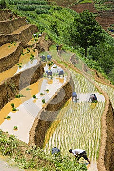 Growing rice in Mu Cang Chai, Yen Bai, Vietnam