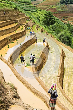 Growing rice in Mu Cang Chai, Yen Bai, Vietnam