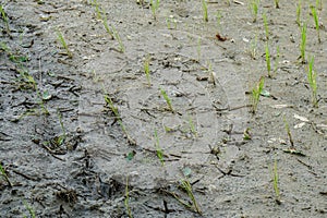 Growing rice plant for eat and sale in paddy farm at rural area