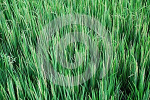 The growing rice plants that are to be harvested in the near future