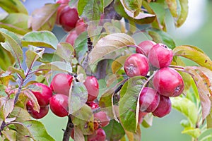 Growing ripe crab apples on the tree